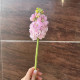Воздушная маттиола в Краснодаре