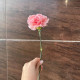 Розовый диантус в Краснодаре