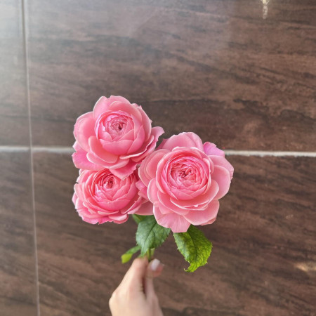 Роза кустовая пионовидная премиум сорта Silva Pink в Краснодаре