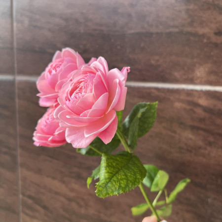 Роза кустовая пионовидная премиум сорта Silva Pink в Краснодаре