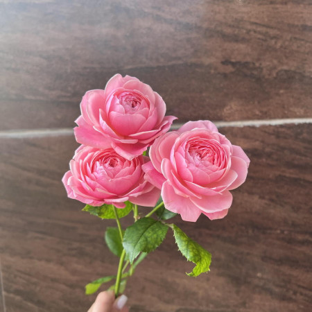 Роза кустовая пионовидная премиум сорта Silva Pink в Краснодаре